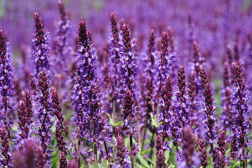 lavender, bunga-bunga, bidang, bunga ungu, berkembang, mekar, tanaman, flora, perkebunan, taman, alam