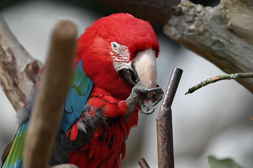 macaw, burung beo, burung, alam, burung merah, hewan, bulu burung