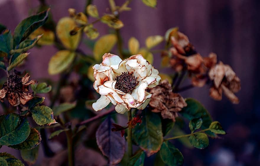 Dry Roses, Flowers, Withered, Wilted, Dry Flowers, Dry Leaves, Herbarium, Beauty Of Fall, Autumn, Nature, Closeup