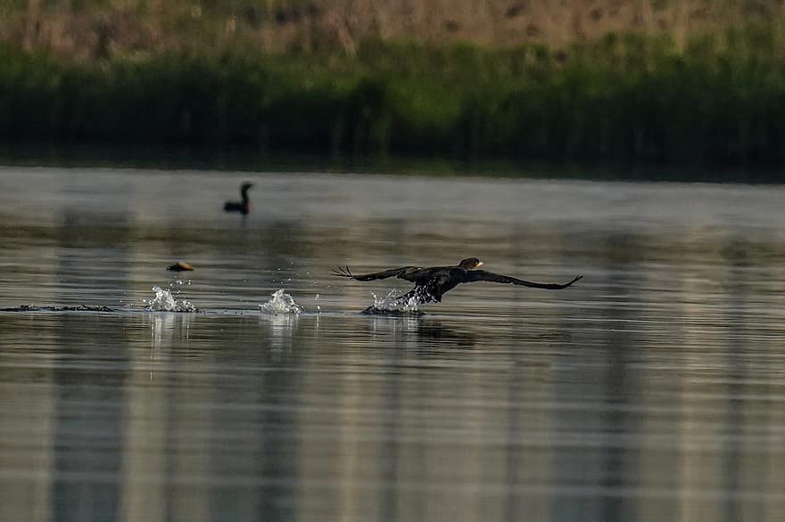 Cormorants, Birds, River, Lake, Animals, Republic Of Korea, Nature, animals in the wild, water, beak, feather