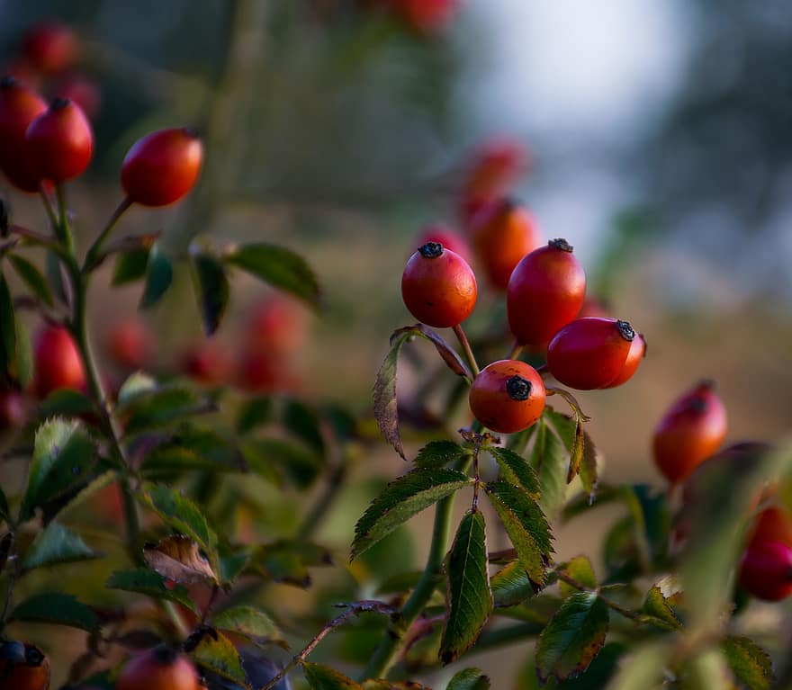 raudonmedis, erškėtuogių uogos, erškėtuogių augalas, Rosa Rubiginosa