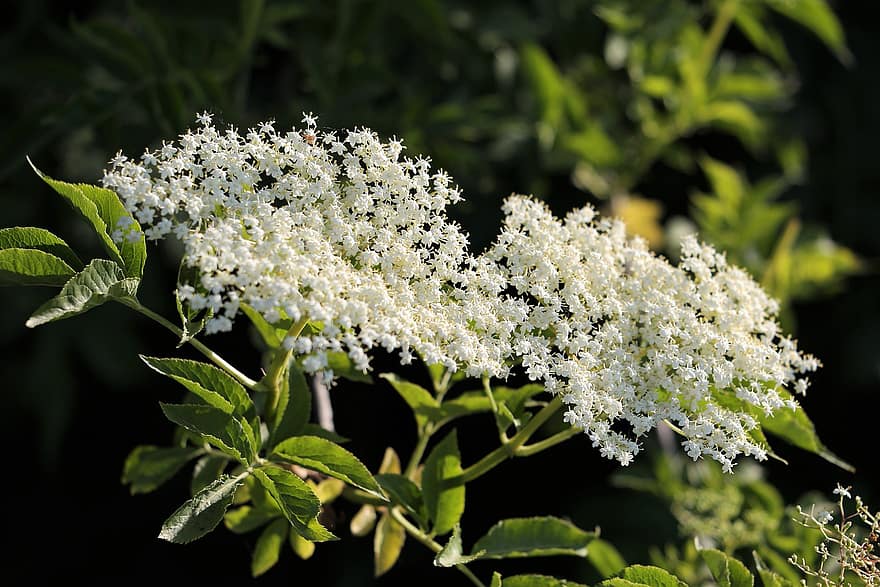 Holunder, Sambucus Nigra, weiße Blumen, Pflanze, Baum, Natur