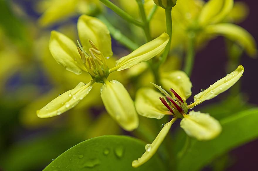 Golden Thryallis, Flowers, Yellow Flowers, Dew, Dewdrops, Petals, Yellow Petals, Bloom, Blossom, Plants, Nature