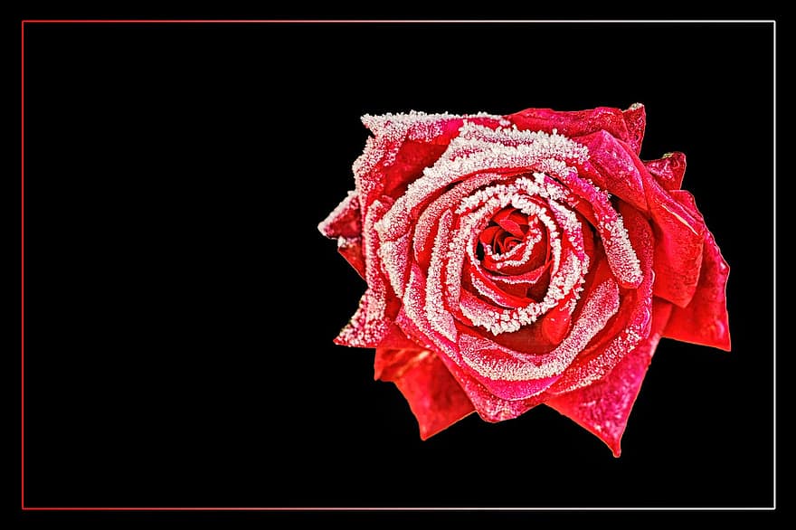 Hoa hồng, floribunda, hoa hồng nở, hoa, Bông hồng đỏ, đỏ, sương giá, chín muồi