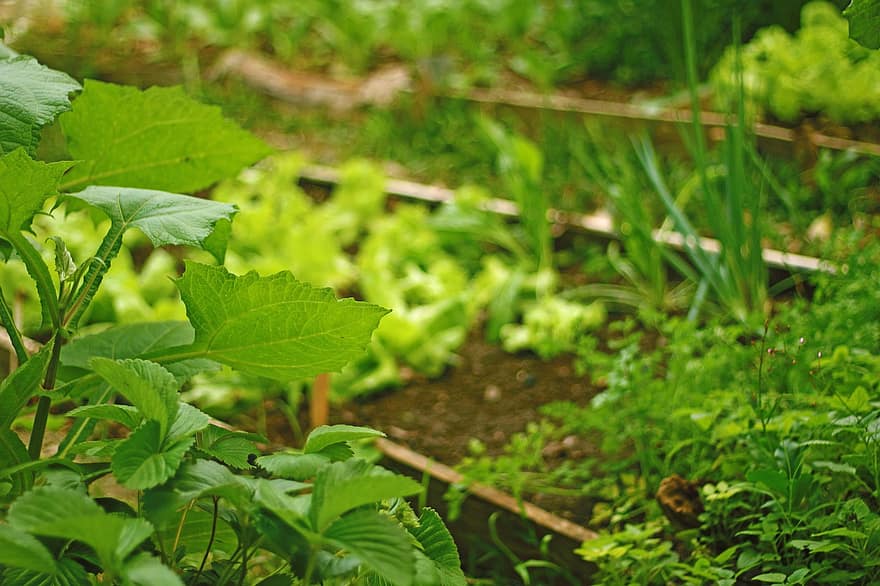 Salātu stādīšana, Stādīšana brīvā dabā, stādījumu, salāti, Salātu ferma, lauksaimniecību, dārzeņi, augu, bioloģiski, saimniecība, zaļa