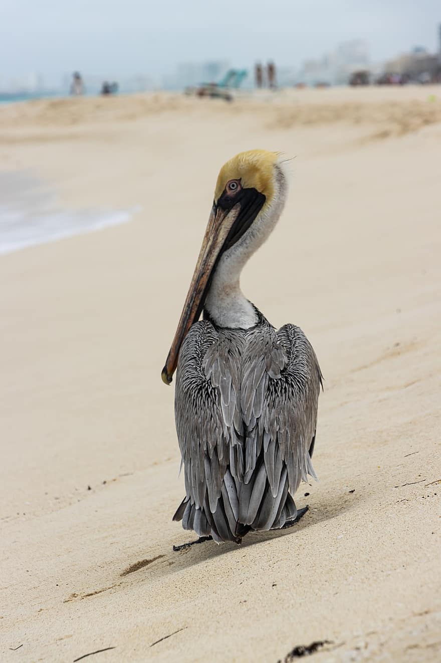 pássaro, pelicano, areia, de praia, costa, animais selvagens, bico, animais em estado selvagem, litoral, pena, agua