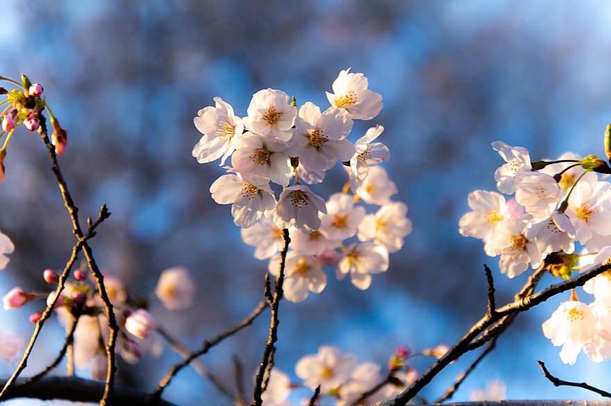 kersenbloesems, roze bloemen, sakura, kersenboom, bloemen, de lente