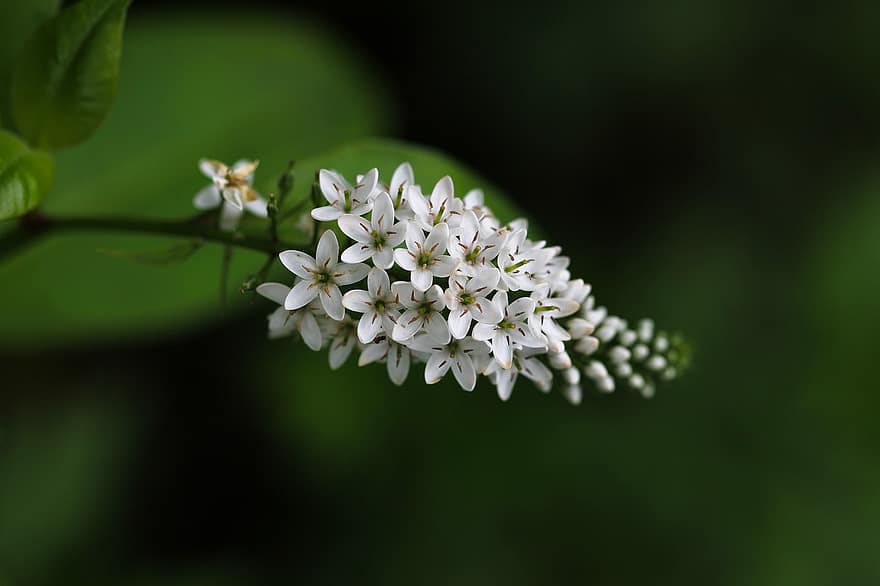 диви цветя, бели цветя, Съцветие, малки цветя, бели венчелистчета, листенца, цъфтящ, цъфтеж, флора, цветарски, градинарство