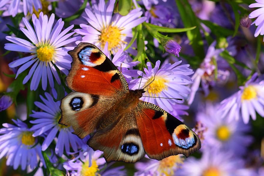 mariposa pavo real, mariposa, las flores, asters, alas, insecto, Flores moradas, herbstaster, plantas, jardín, naturaleza