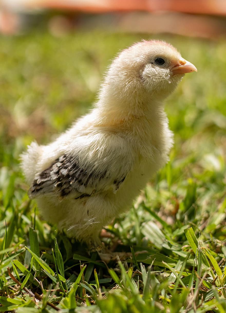 pollet, ocell, animal, ocell jove, pollastre infantil, mascota, bonic, bec, plomatge, aus de corral, granja