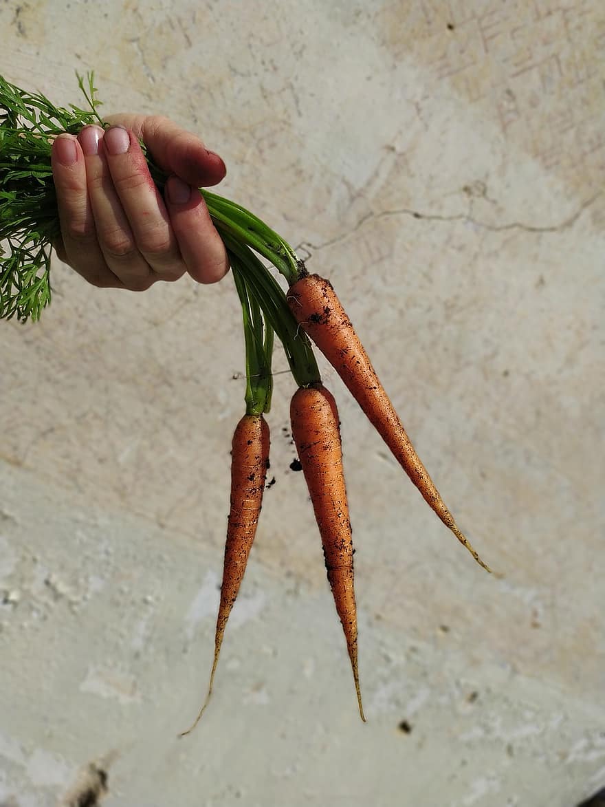 wortel, Sayuran, panen, tangan, memegang, menghasilkan, makanan, akar sayuran, bisa dimakan, organik, alam