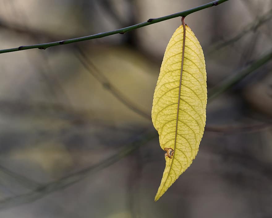 list, sušené listy, žlutý list, podzim, Příroda, strom, detail, rostlina, žlutá, sezóna, větev