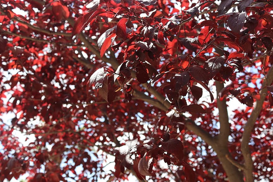 stromy, červené listy, listy, les, Příroda, Ammane, list, strom, podzim, pozadí, sezóna