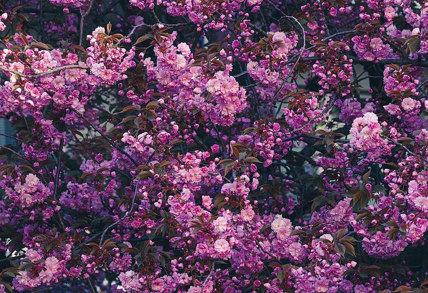 цветы, весна, вишня в цвету, сезонное, цветение, цвести, Вишневое дерево, розовый, завод, цветок, лист
