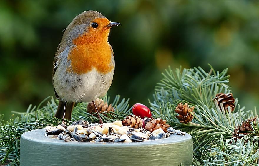 robin eropa, hewan, burung, robin, bulu, bulu burung, burung kecil, ave, ilmu burung, mengamati burung, burung penyanyi