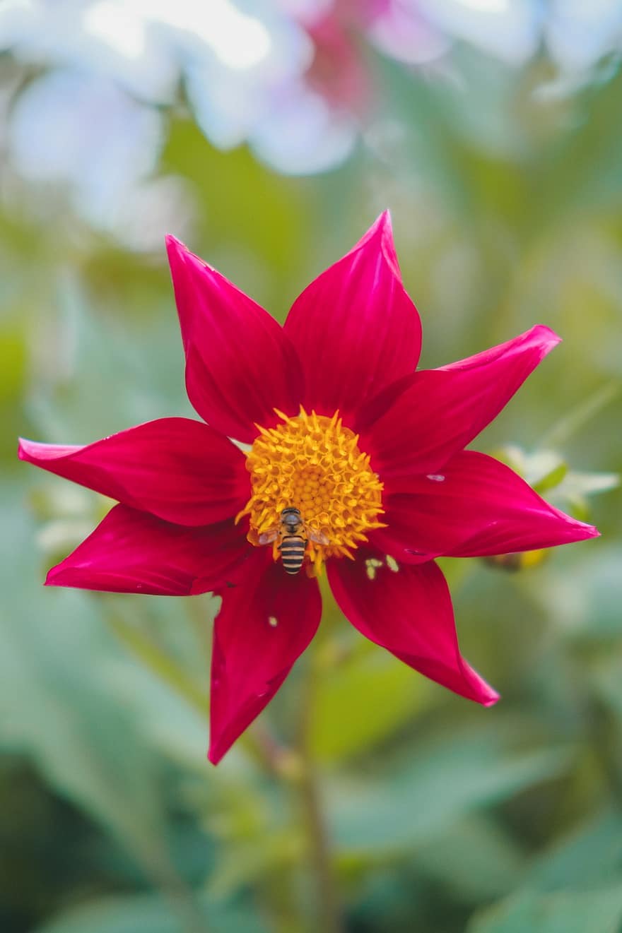 Columbine, Bee, Pollination, Garden, Aquilegia, Flower, Nature, Plant, Botany, Flora, close-up