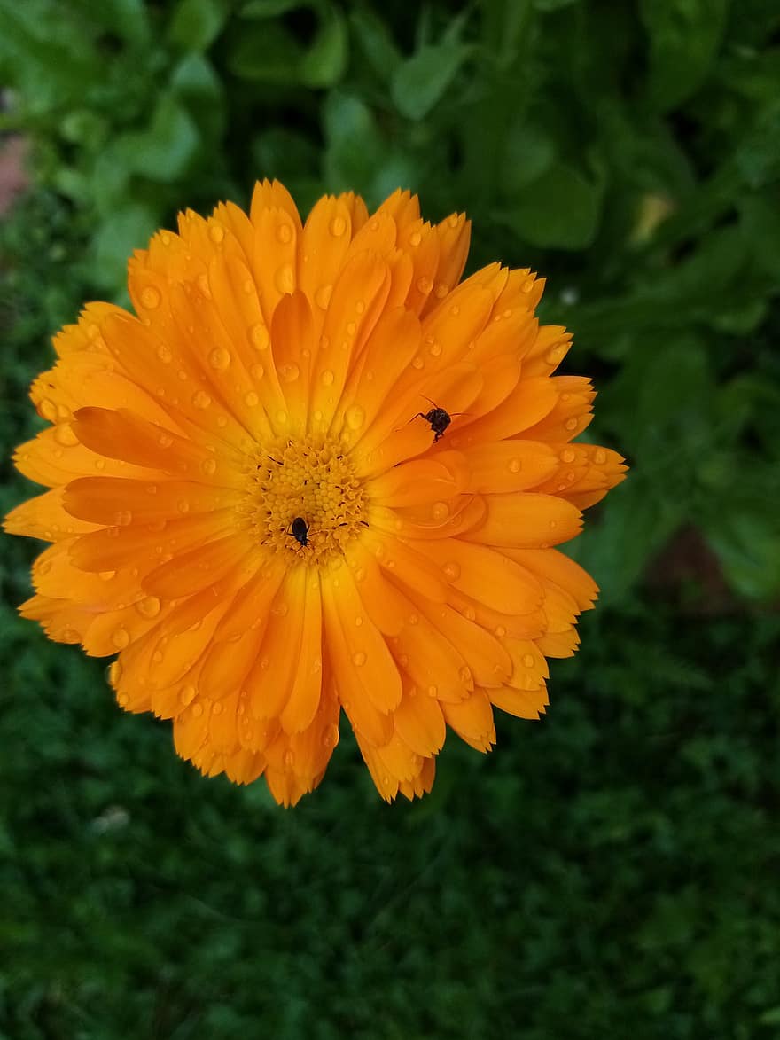 kadife çiçeği, Portakal