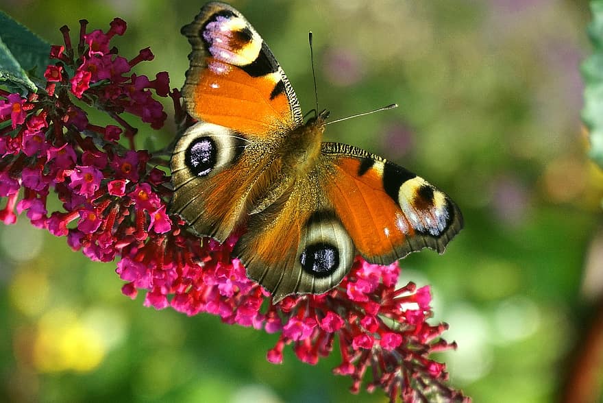 papillon, fleur, féconder, pollinisation, insecte, insecte ailé, ailes de papillon, Floraison, flore, faune, la nature