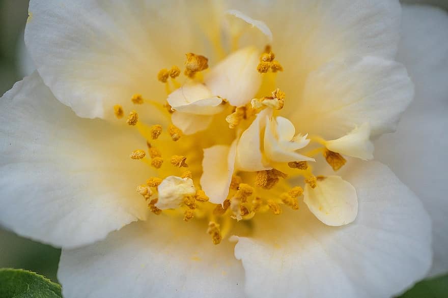 camellia, blomst, anlegg, hvit kamelia, støvbærere, petals, blomstre, flora, natur, nærbilde, petal