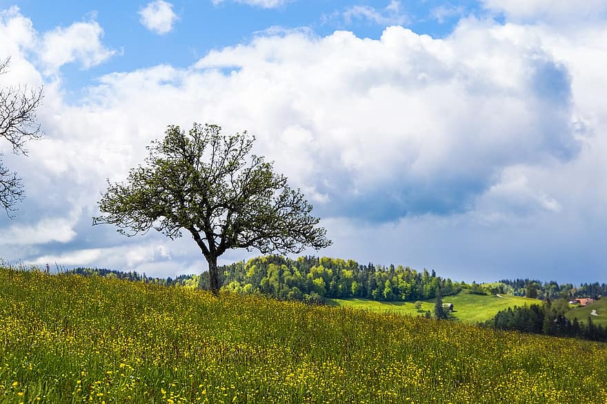 drzewo, łąka, wzgórze, Szwajcaria