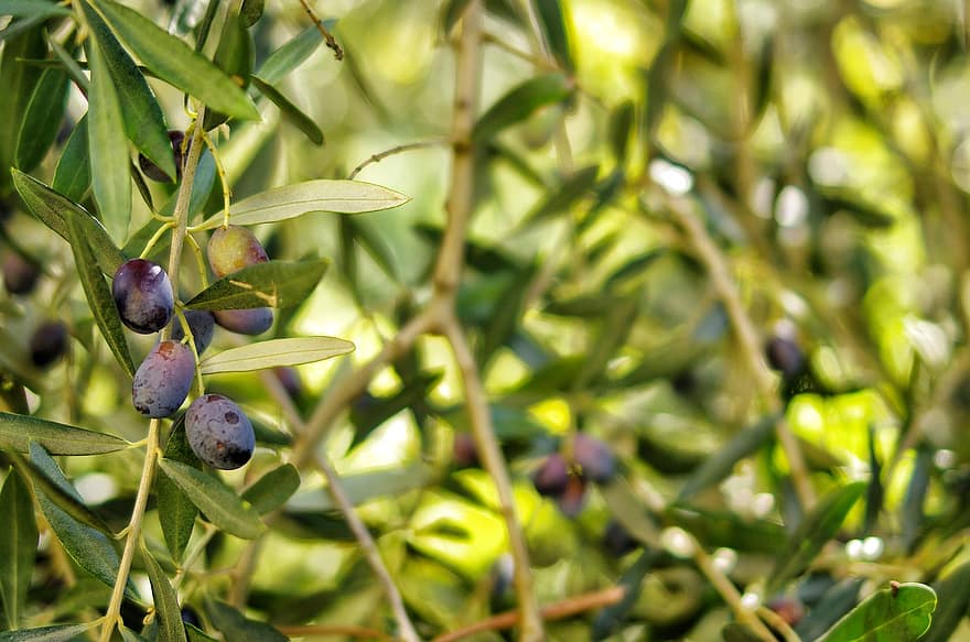 frukt, oliver, lantbruk, Italien, natur, träd