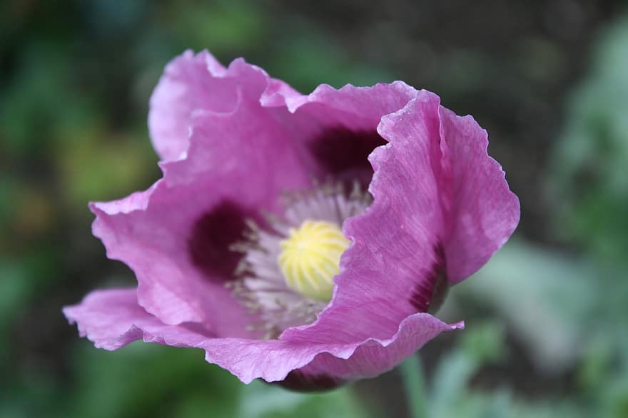 rosella, flor, rosella púrpura, flor de color porpra, pètals, pètals morats, florir, flora, naturalesa
