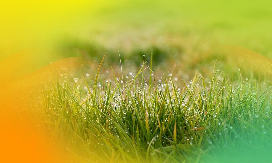 Dew, Nature, Grass, Lawn, Land, Outdoors, green color, meadow, plant, close-up, summer