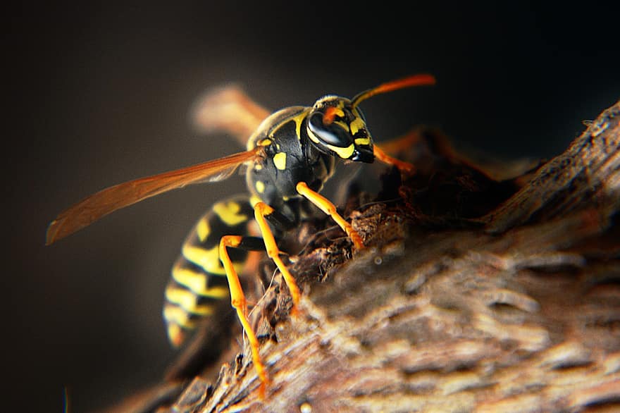 スズメバチ、ハチ、刺す、昆虫、動物、マクロ、蜂、自然、動物相