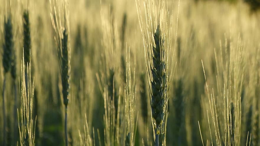 小麦、工場、フィールド、穀物、日没、夕方の気分、プランテーション、作物、ファーム、農村、牧草地