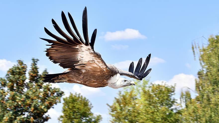 abutre, raptor, voar, céu, abutre de grifo, pássaro, mosca, animal, pássaro voando, pássaro selvagem, animal selvagem