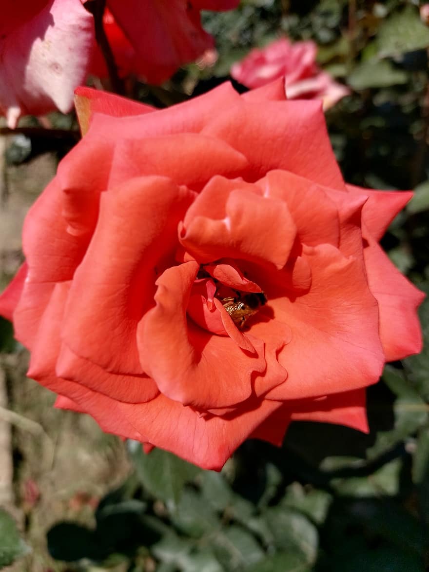 роза, цвете, растение, листенца, червена роза, червено цвете, червени венчелистчета, разцвет, цвят, флора, пчела