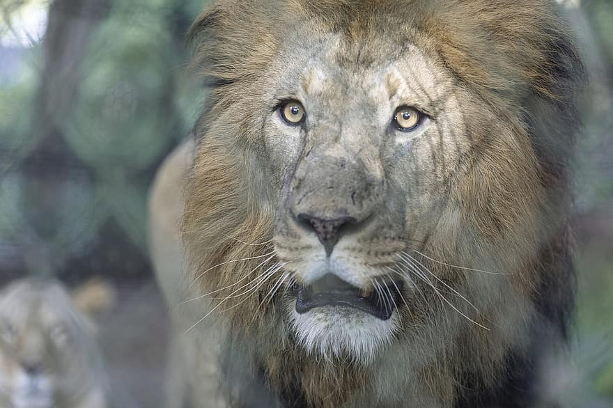 lev, zvíře, hříva, savec, dravec, volně žijících živočichů, safari, zoo, fotografování divoké zvěře, divočina, zblízka