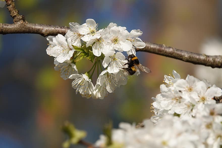 flor de cerezo, flor, floración, árbol, abejorro, polinización, insecto, primavera, de cerca, planta, rama