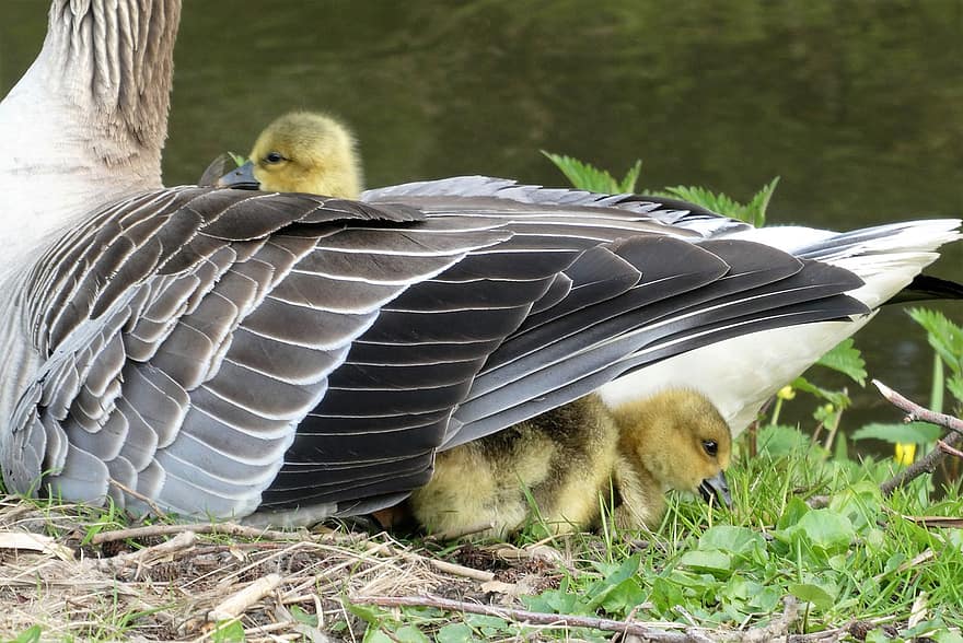 Birds, Goose, Goslings, Moederzorg, Spring, Young Animals, Animals In The Wild, Chicks, Feathers, Waterfowl, Ornithology
