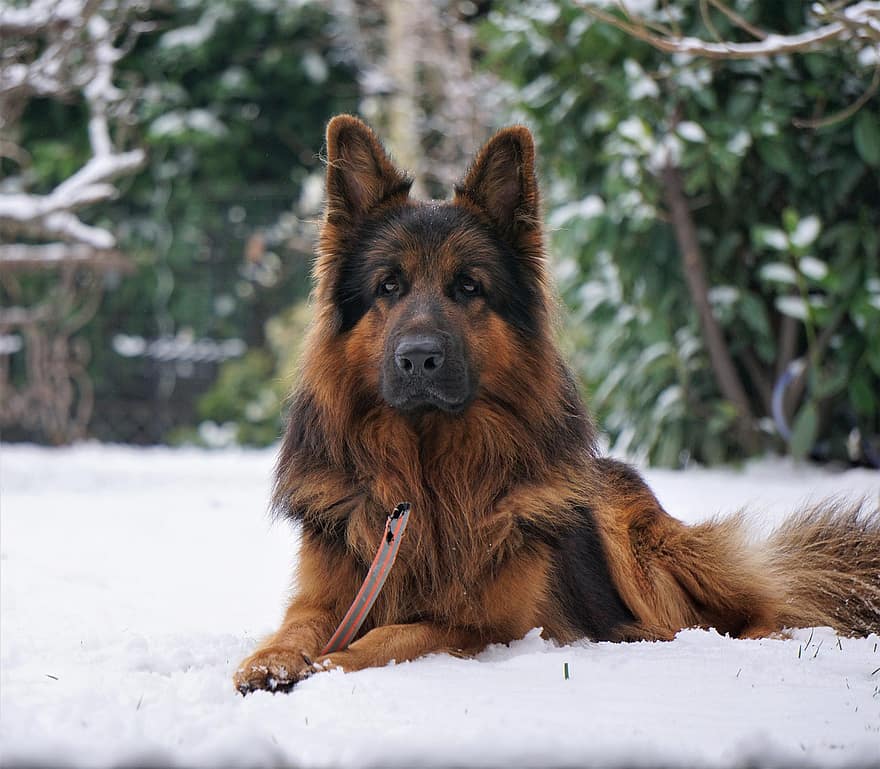 tysk hyrde, hund, snø, gammel hund, vakthund, venn, kjæledyr, dyr, husdyr, canine, pattedyr