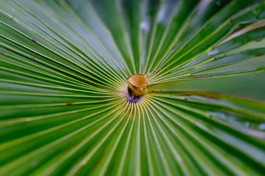 palmell, fullatge, verd, Palmera, naturalesa, fulles de palma, flora