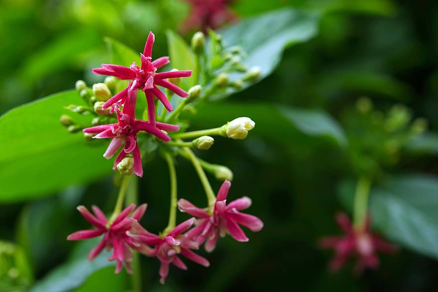 Flower, Chinese Honeysuckle, Flora, Nature, Bloom, Blossom, Growth, Botany, close-up, plant, leaf