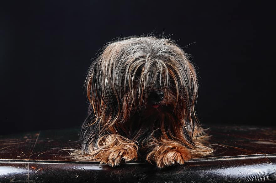 Yorkshire Terrier, cão, cachorro, animal, filhote, cão jovem, cão doméstico, canino, mamífero, fofa, peludo