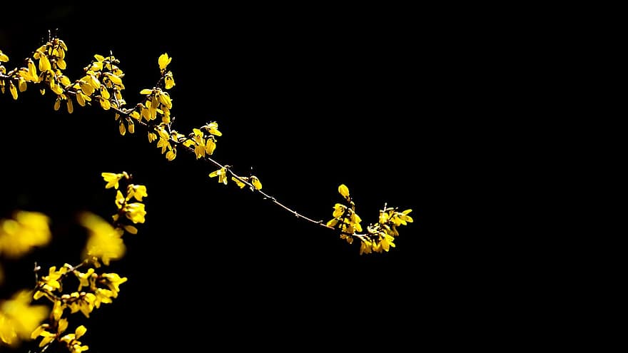 forsythia, květiny, Příroda, jaro, Gaenari, žluté květy, květ, větev, rostlina, žlutá, list