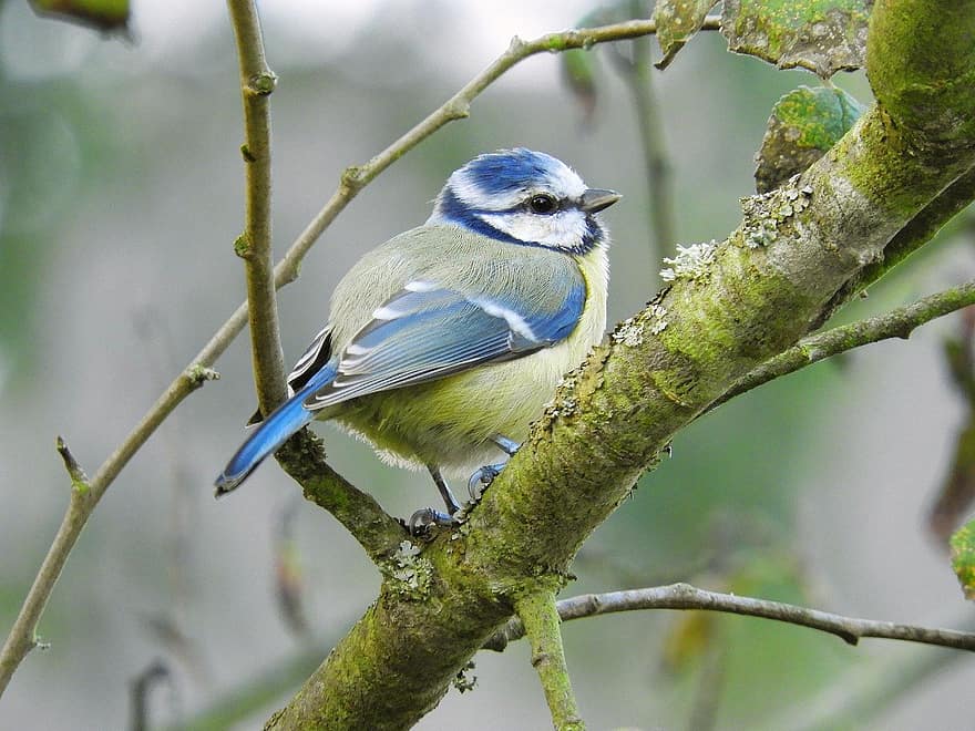 mésange bleue, oiseau, perché, la nature, animal, branche, le bec, plume, animaux à l'état sauvage, fermer, en plein air