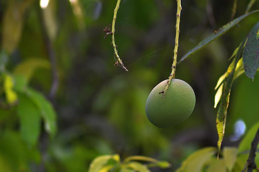 манго, фрукты, дерево, зеленый манго, незрелый, листья, тропический фрукт, свежий, органический, природа