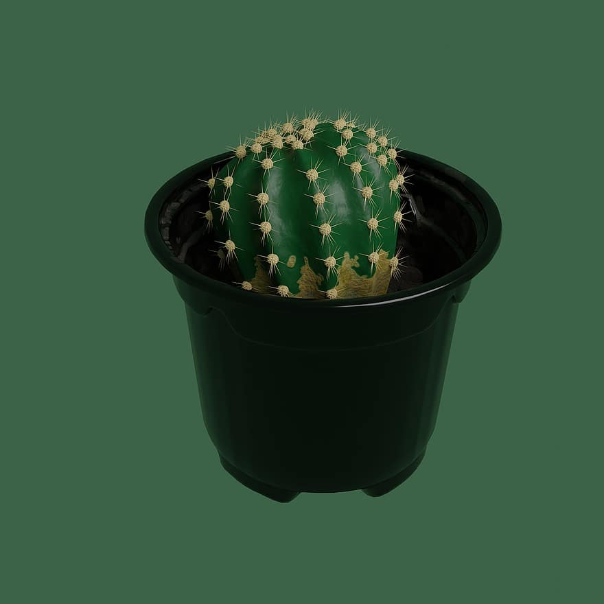 cactus, plantes, verd, olles