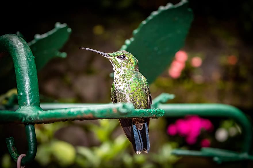 colibri, oiseau, animal, Brillant à couronne verte, Brillant à front vert, faune, aviaire, petit oiseau, oiseau tropical, Héliodoxa Jacula, Costa Rica