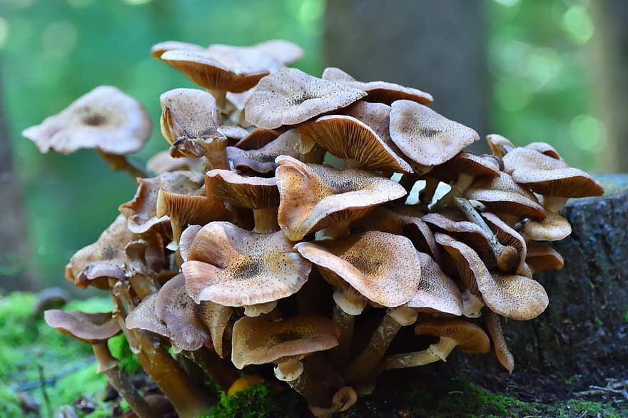 jamur, jamur madu, lantai hutan, jamur hutan, batang pohon