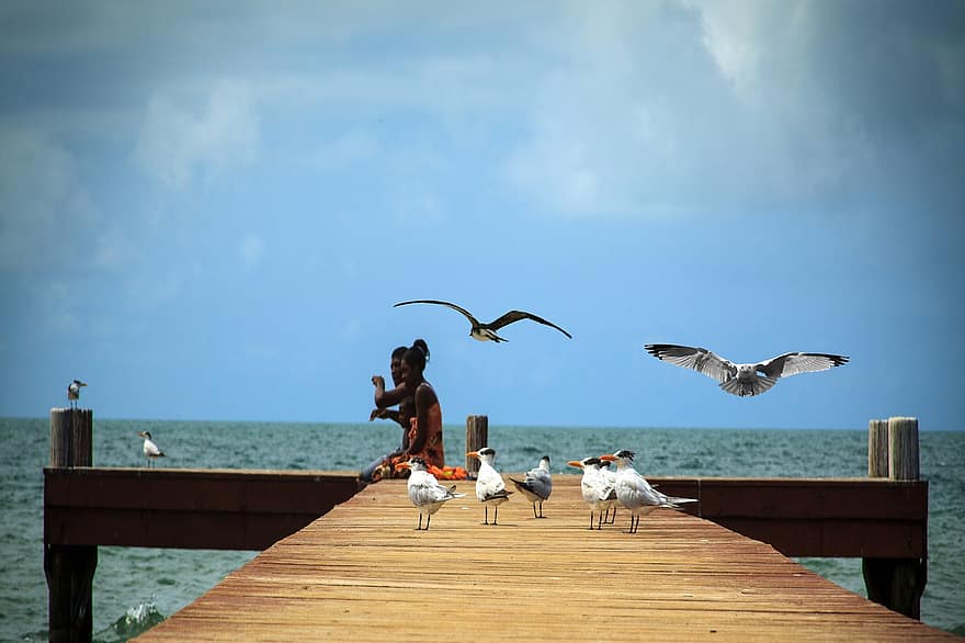 Anlegesteg, Möwen, Meer, Vögel, fliegend, Dock, Ozean, Natur, Karibik, belize