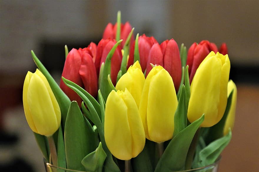 tulpaner, blommor, knoppar, växt, bukett, vår, början av våren, gula tulpaner, röda tulpaner, dekorativ, dekoration