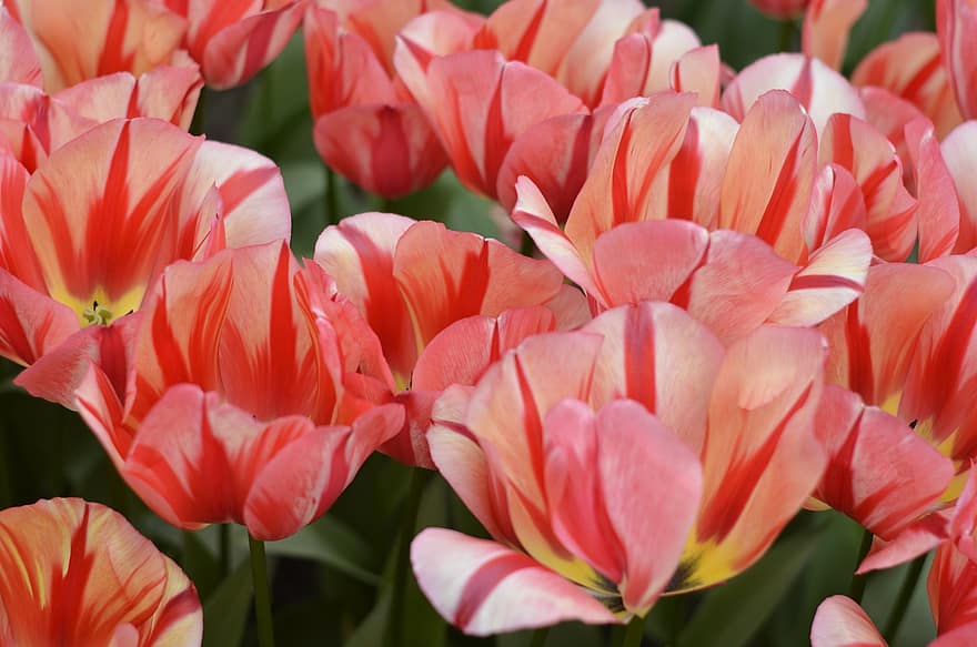 tulipaner, blomster, lyserøde blomster, have, natur, tæt på, blomst, plante, sommer, blomsterhoved, kronblad
