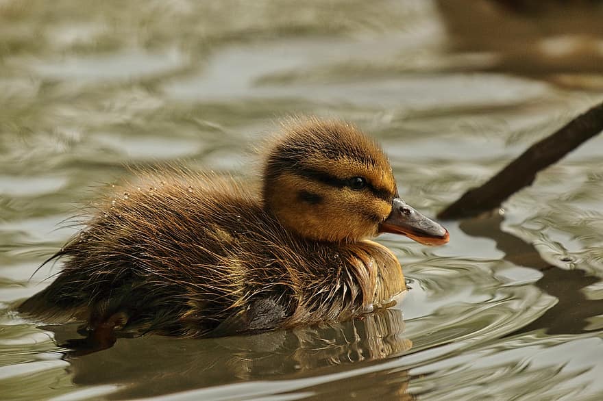Small, Duckling, Duck, Water, Plumage, Pond, Swamp, Nature, Fauna, Close Up, Young Animal