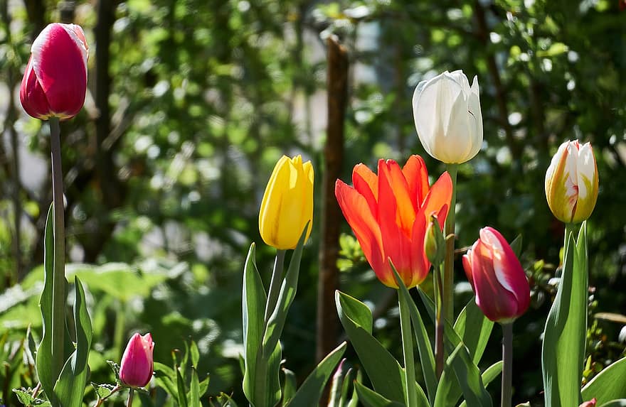 tulipas, flor, plantar, flora, multicolorido, Flor, Primavera, tulipa, verão, cor verde, primavera