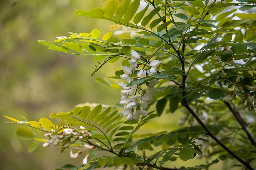 akaasiapuu, Akaasiakukat, akaasia kukkia, valkoiset kukat, kukat, puu